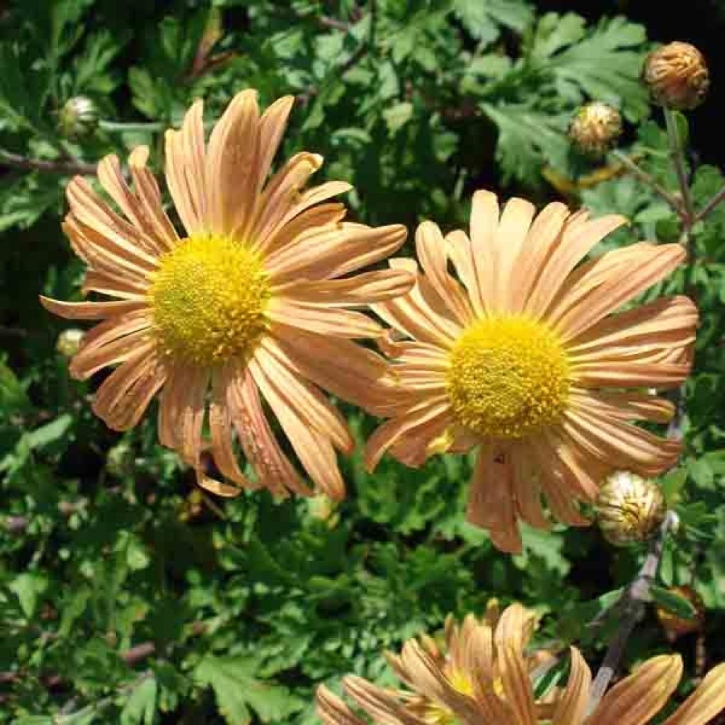 Chrysanthemum Mary Stoker