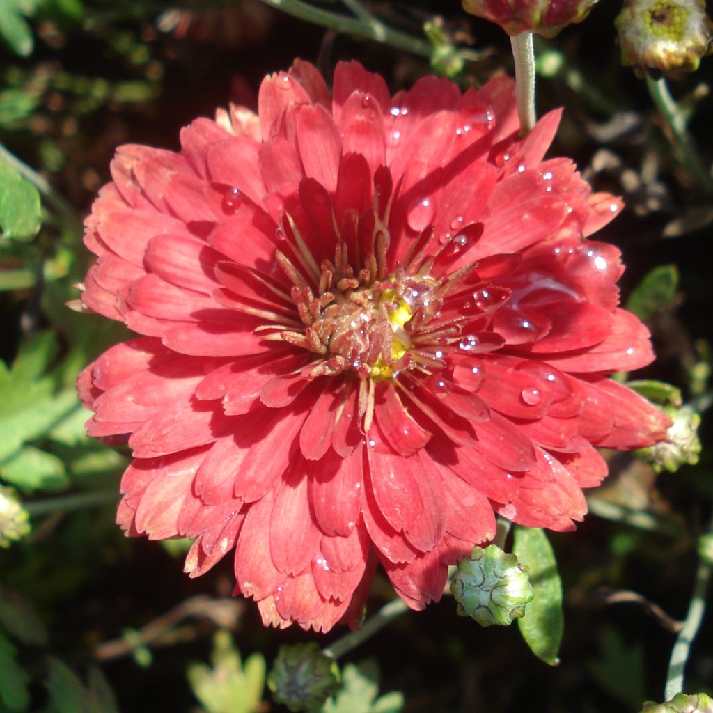 Chrysanthemum Duchess of Edinburgh