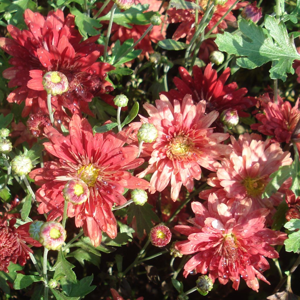 Chrysanthemum Duchess of Edinburgh