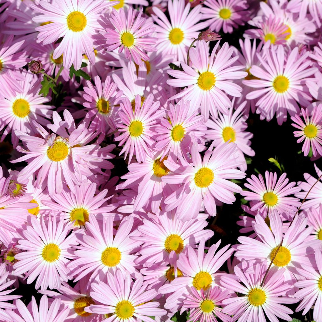 Chrysanthemum rubellum Clara Curtis