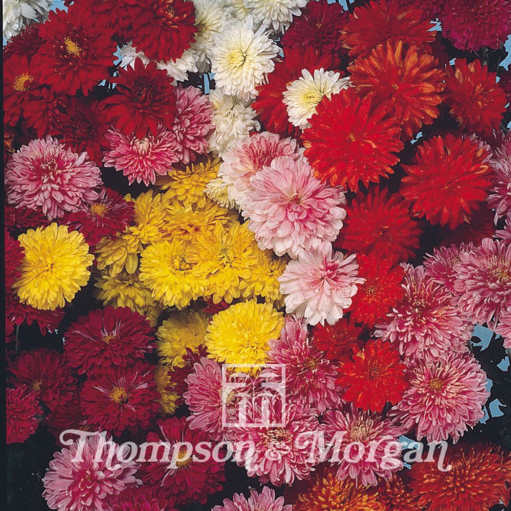 Chrysanthemum Fanfare Improved F1 Seeds