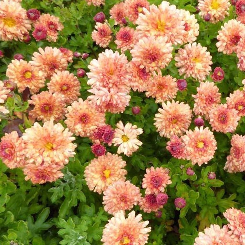Chrysanthemum indicum Herbstbrokat