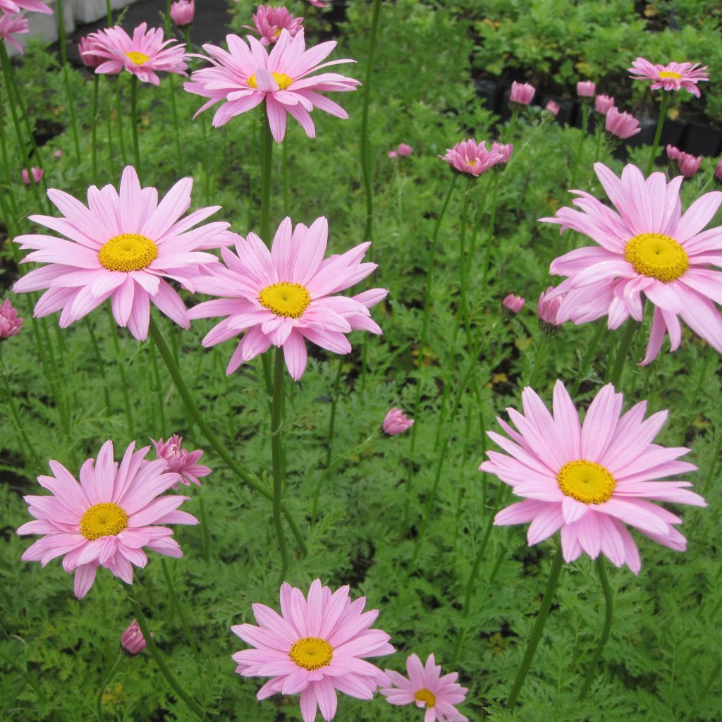 Chrysanthemum rubellum Clara Curtis