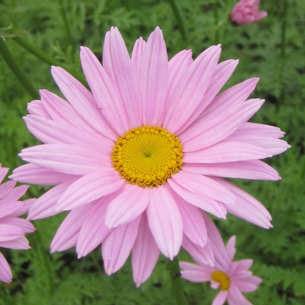 Chrysanthemum rubellum Clara Curtis