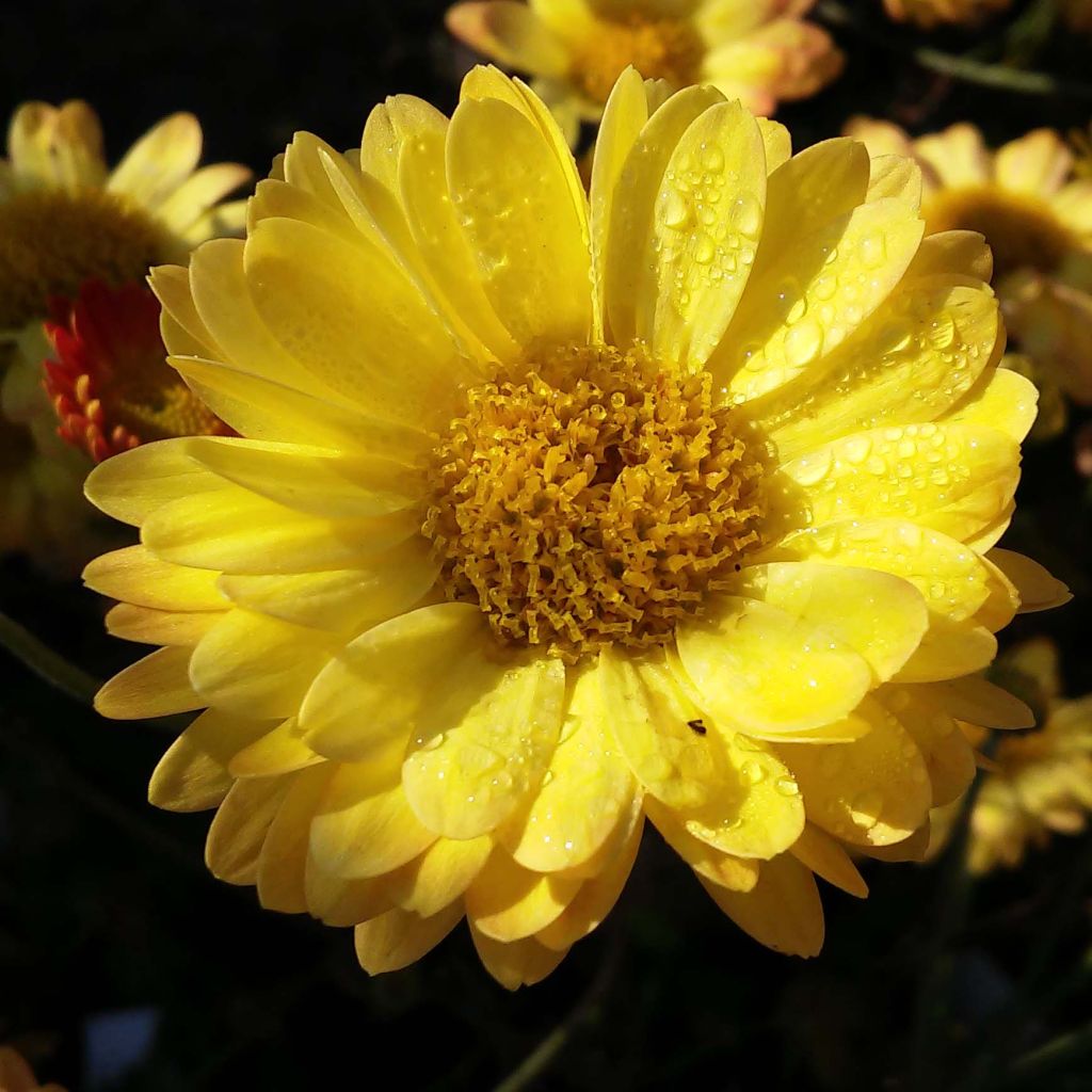 Chrysanthemum rubellum Last Sun