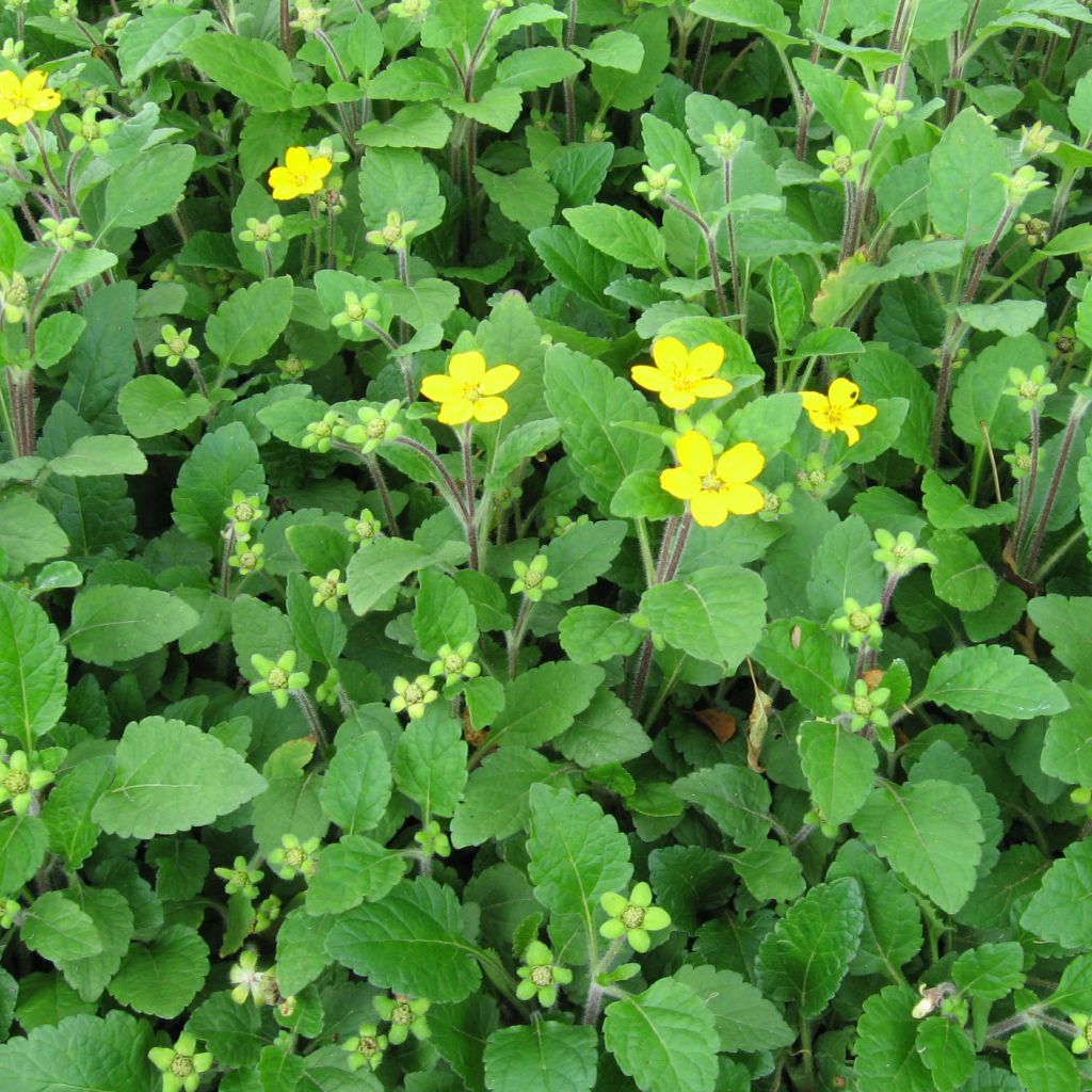 Chrysogonum virginianum