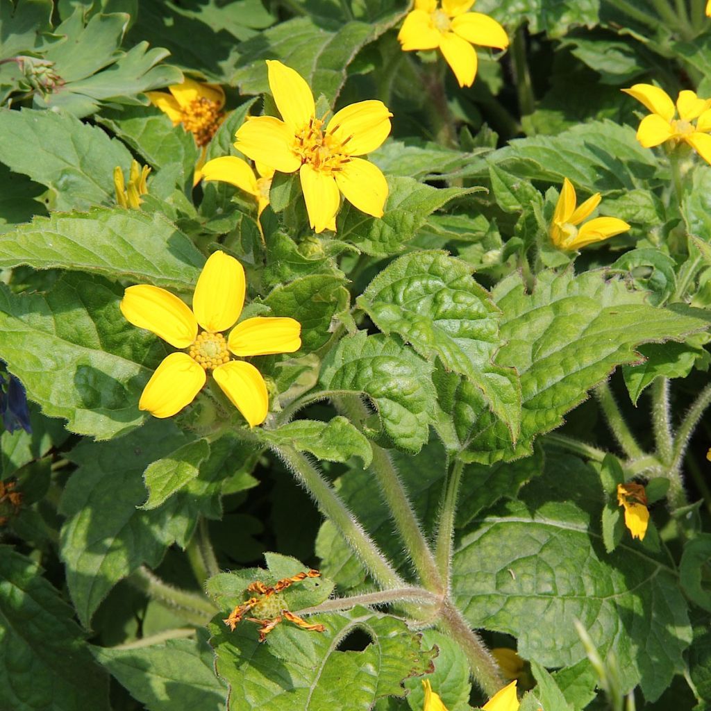 Chrysogonum virginianum
