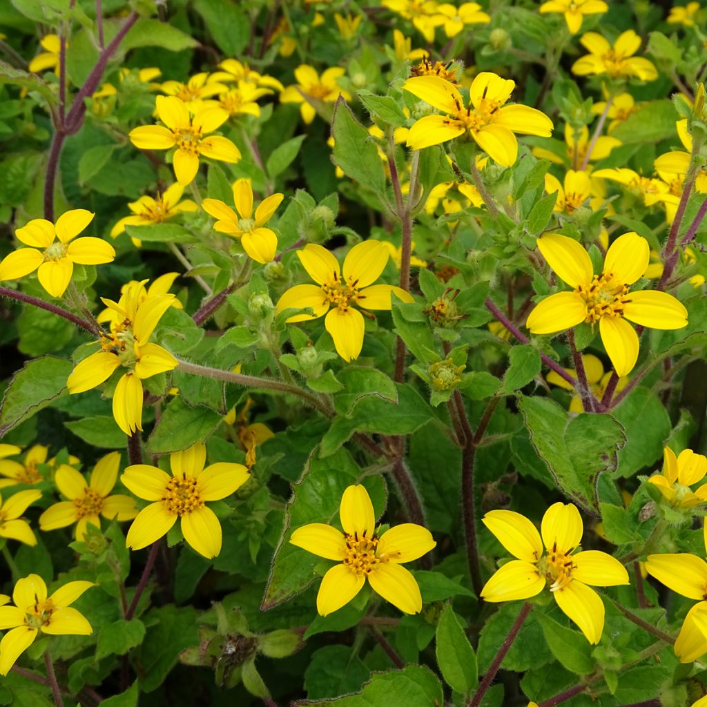 Chrysogonum virginianum