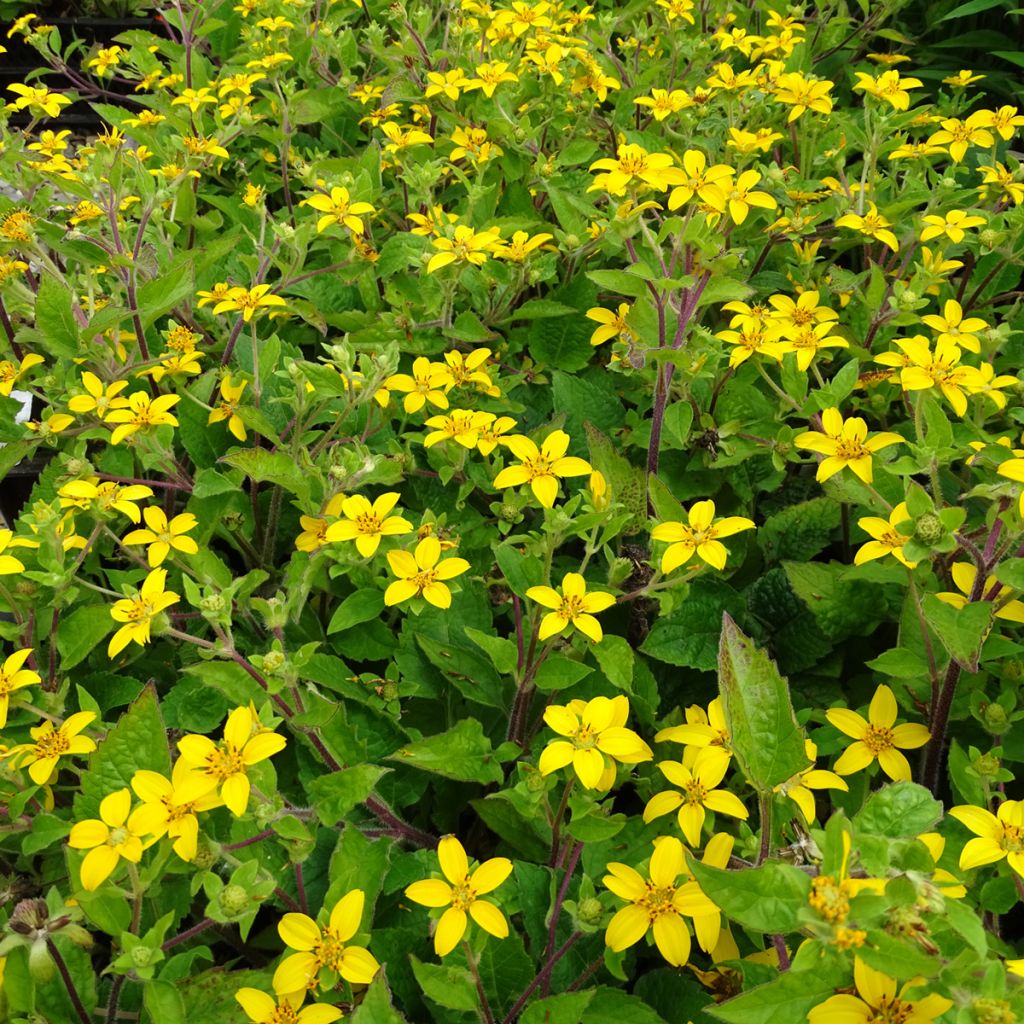 Chrysogonum virginianum