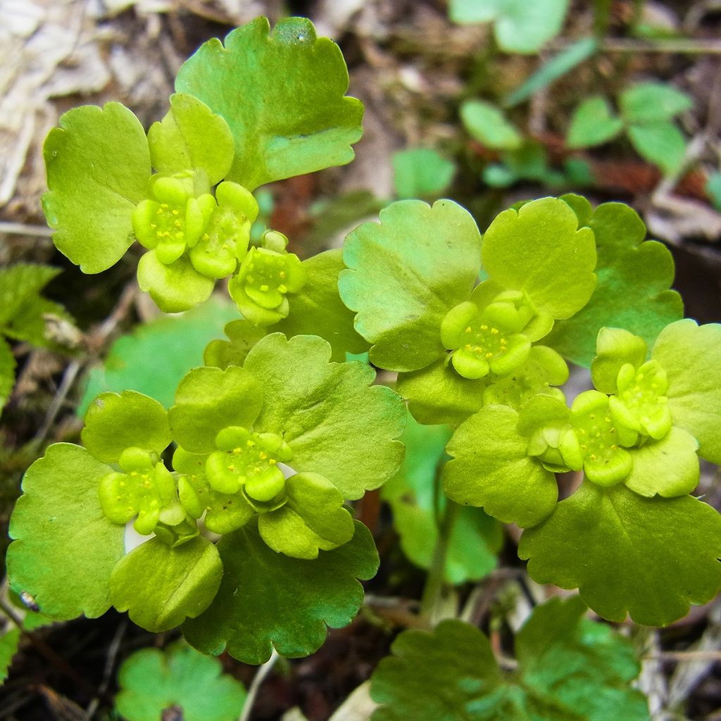 Chrysosplenium alternifolium