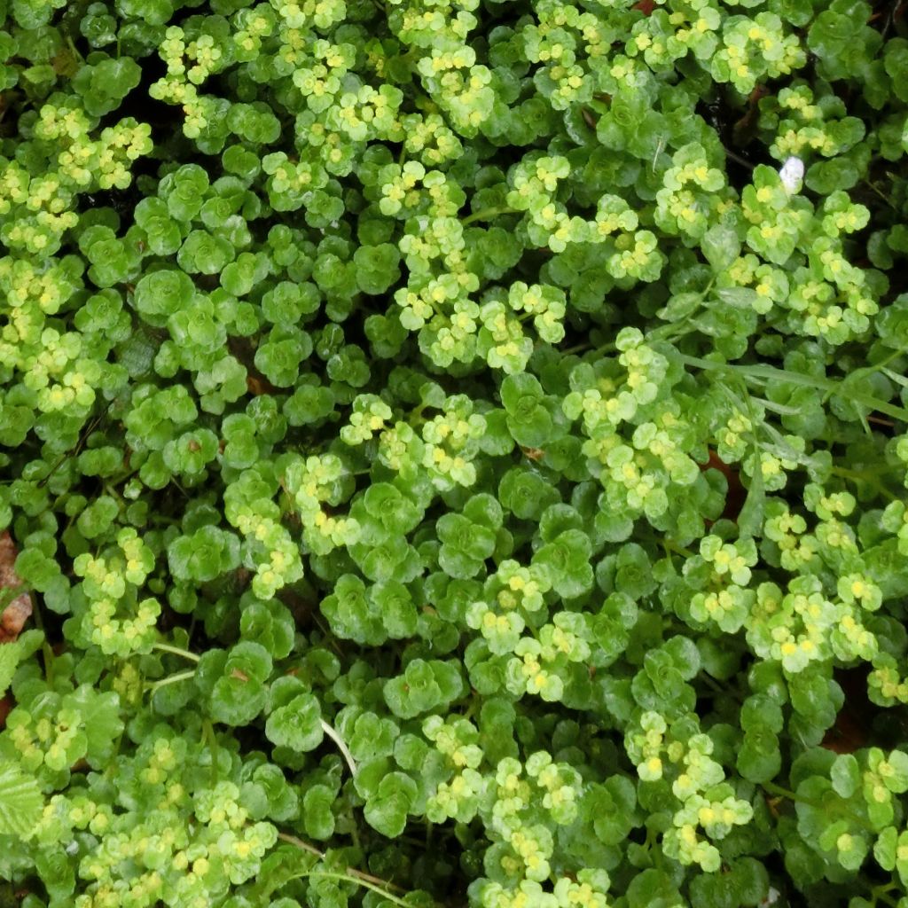 Chrysosplenium oppositifolium