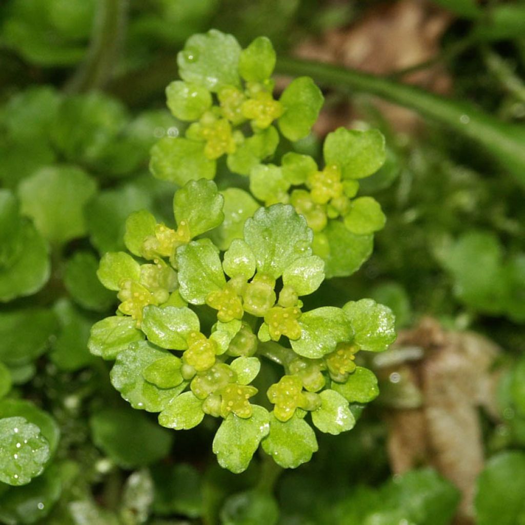 Chrysosplenium oppositifolium