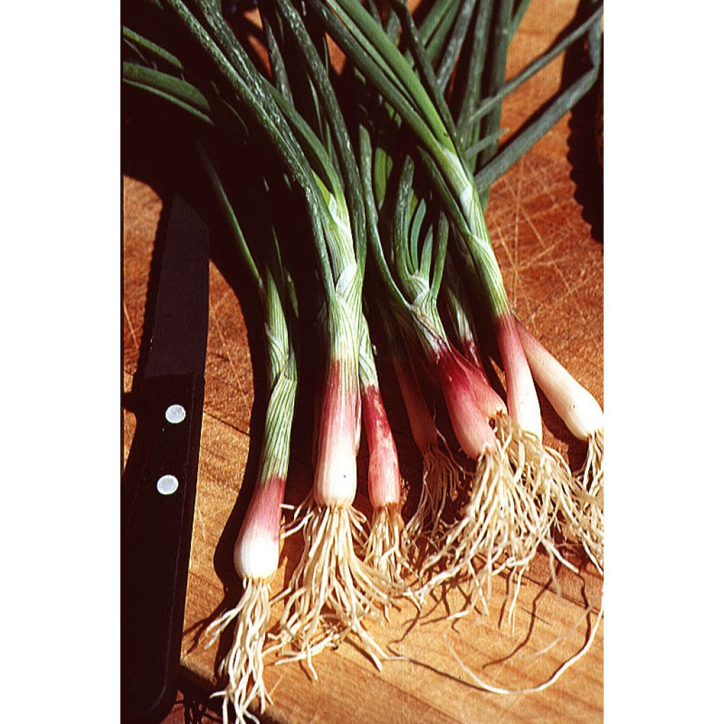 Common red chive - Allium fistulosum