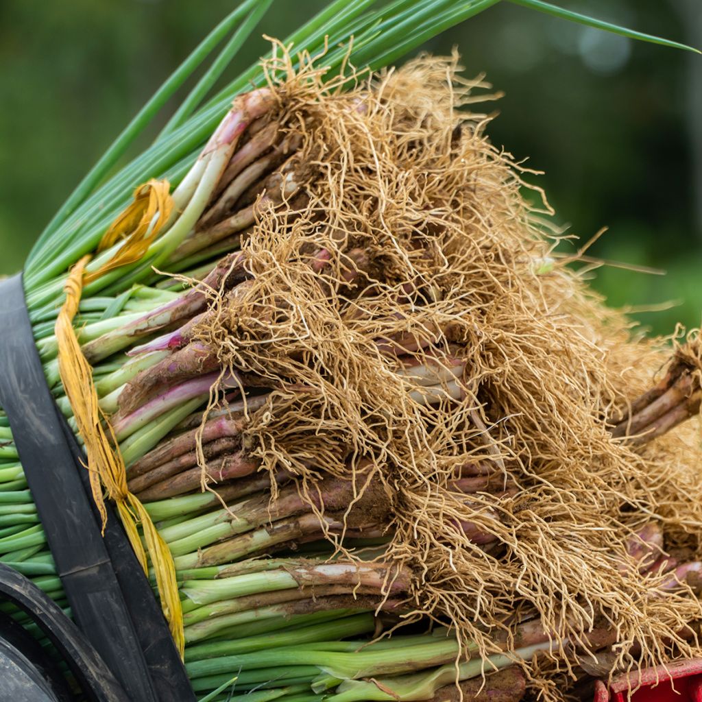 Common red chive - Allium fistulosum