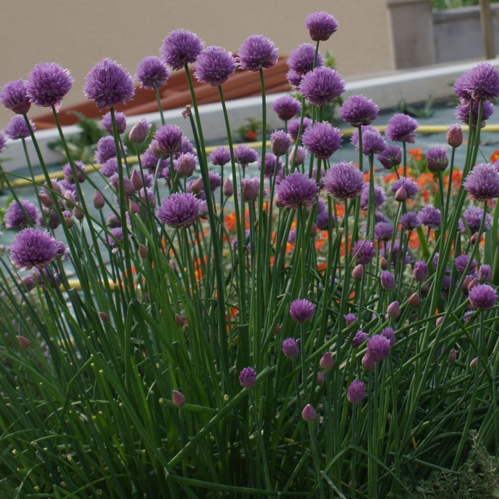 Chives - Allium schoenoprasum