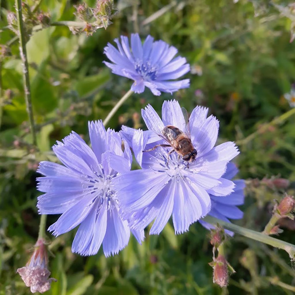 Cichorium intybus - Chicory