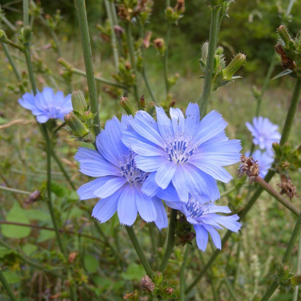 Cichorium intybus Seeds - Common chicory