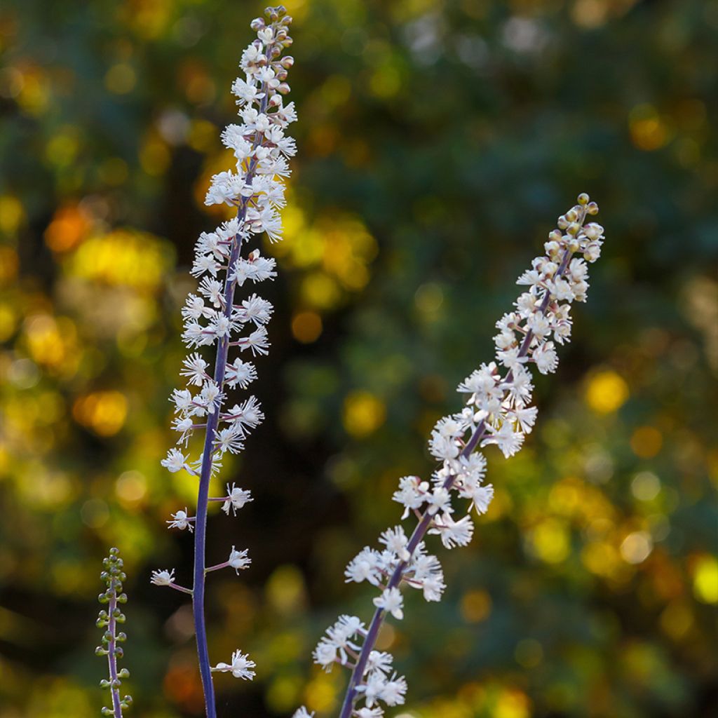 Actaea simplex Chocoholic