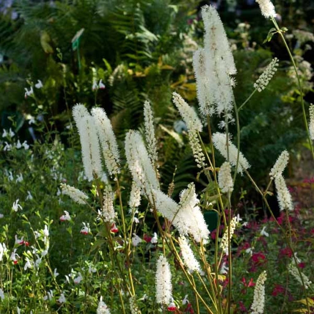 Cimicifuga White Pearl