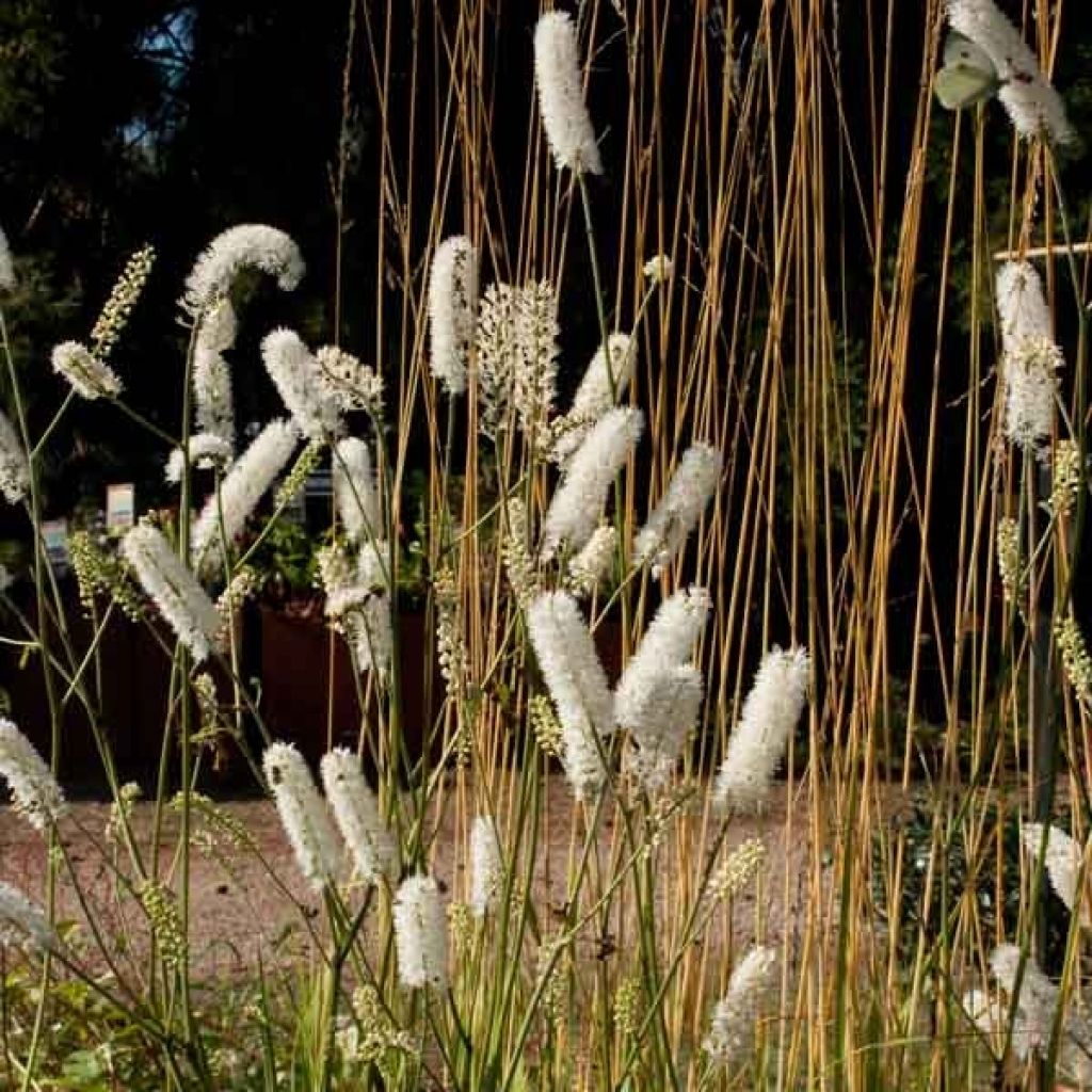 Cimicifuga White Pearl