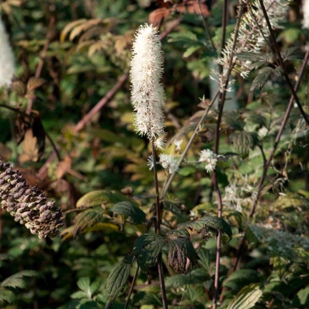 Actaea simplex Atropurpurea