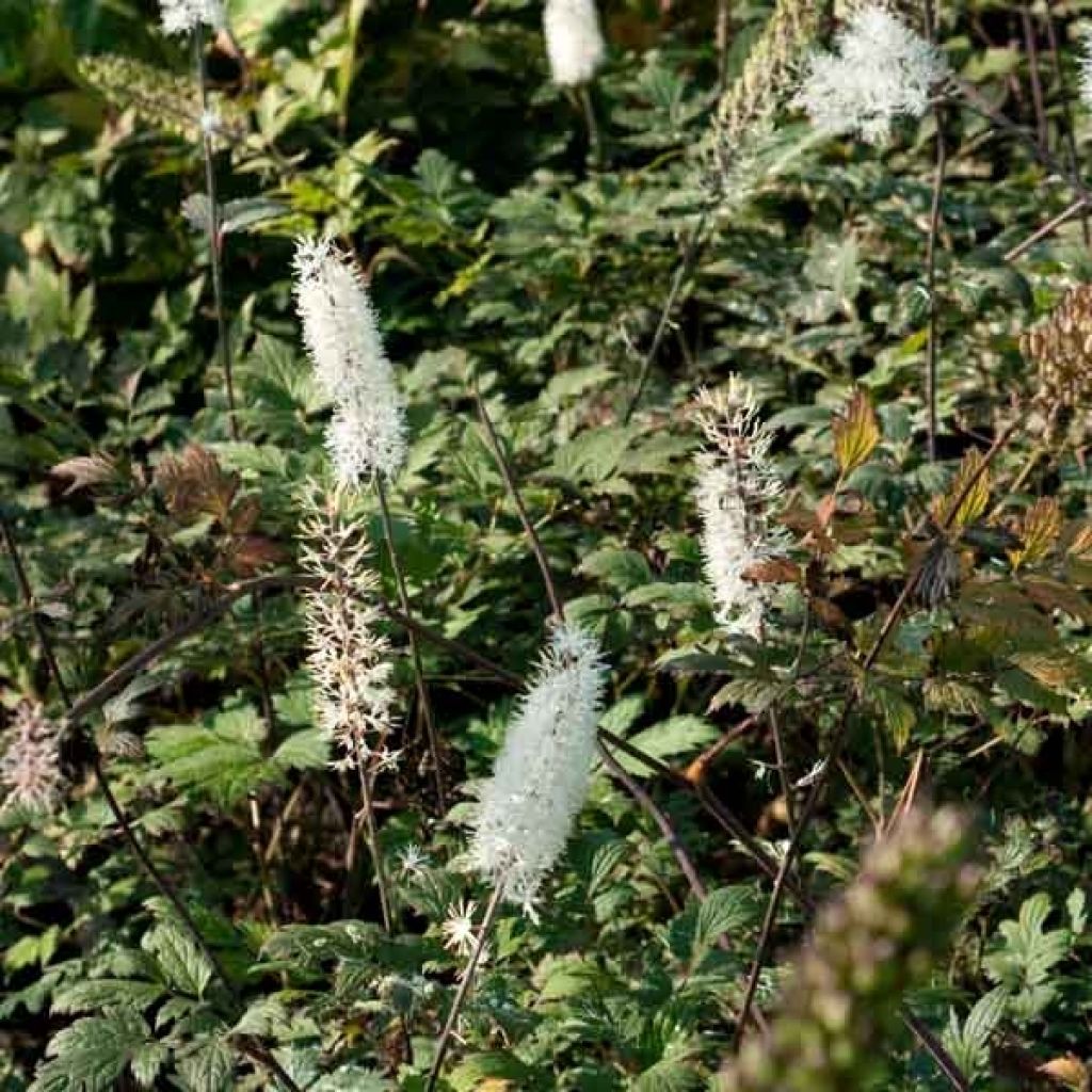 Actaea simplex Atropurpurea