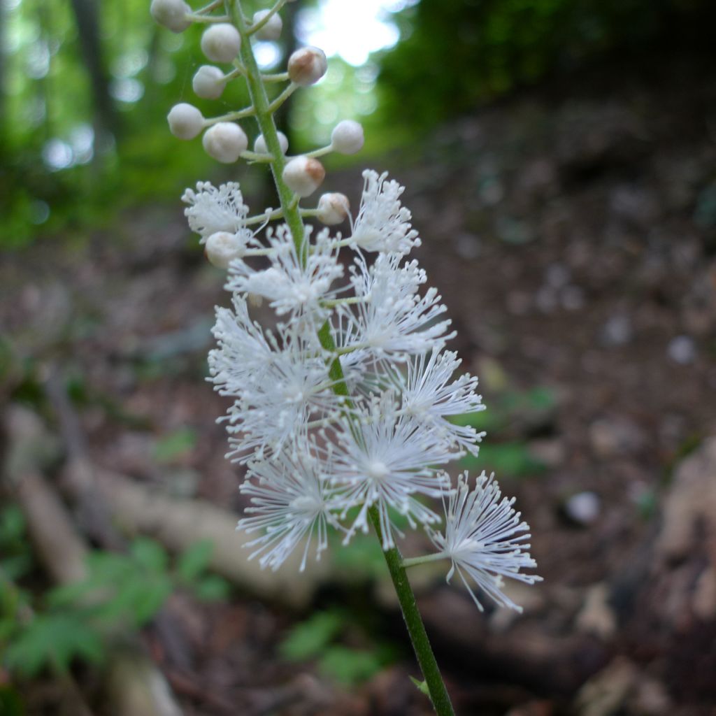 Cimicifuga racemosa
