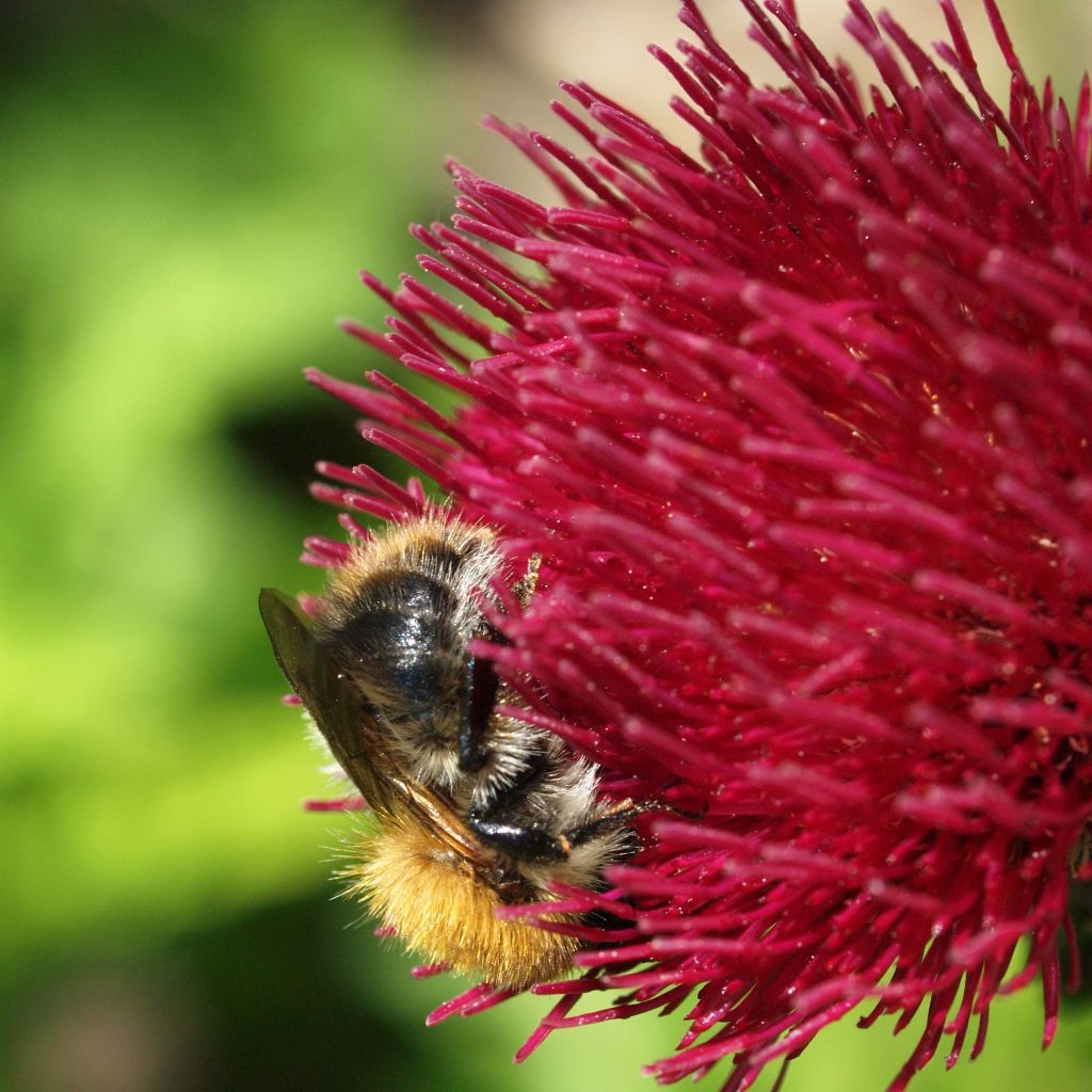 Cirsium rivulare Atropurpureum - Plume Thistle