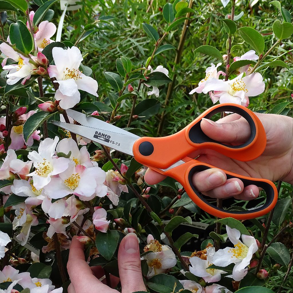 Bahco Flower Scissors with 7.5cm (3in) Blades