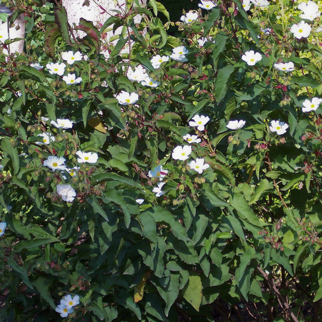 Cistus populifolius - Poplar-leaved Rockrose