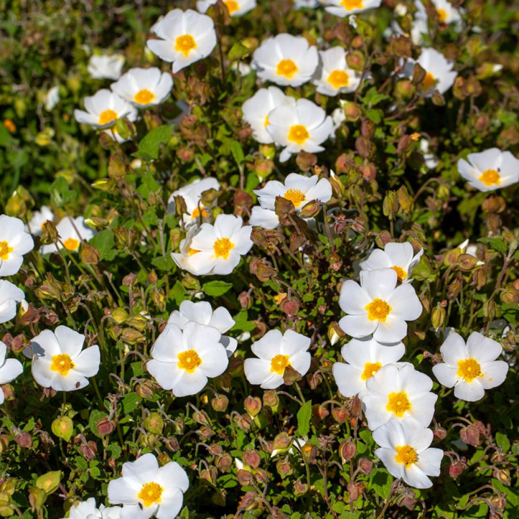Cistus x corbariensis - Rockrose