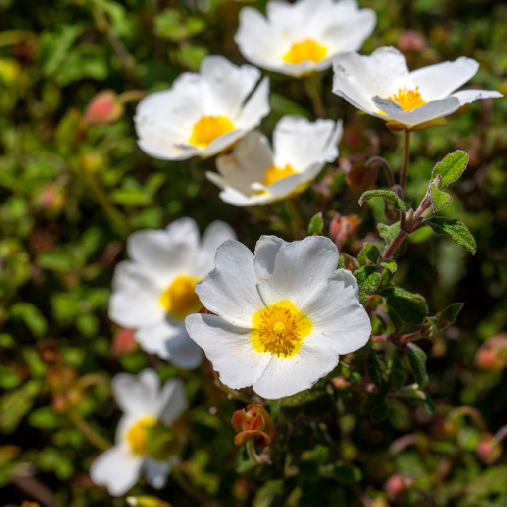 Cistus x corbariensis - Rockrose