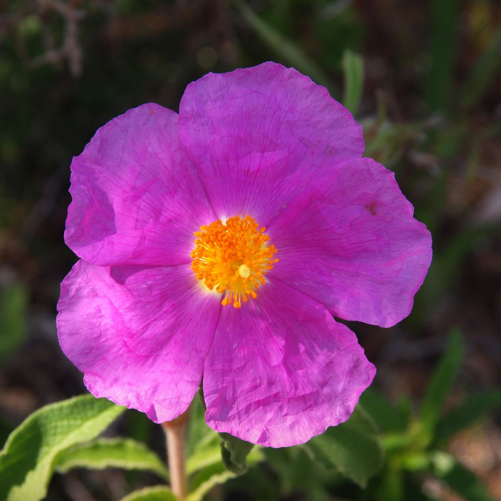 Cistus creticus - Rockrose