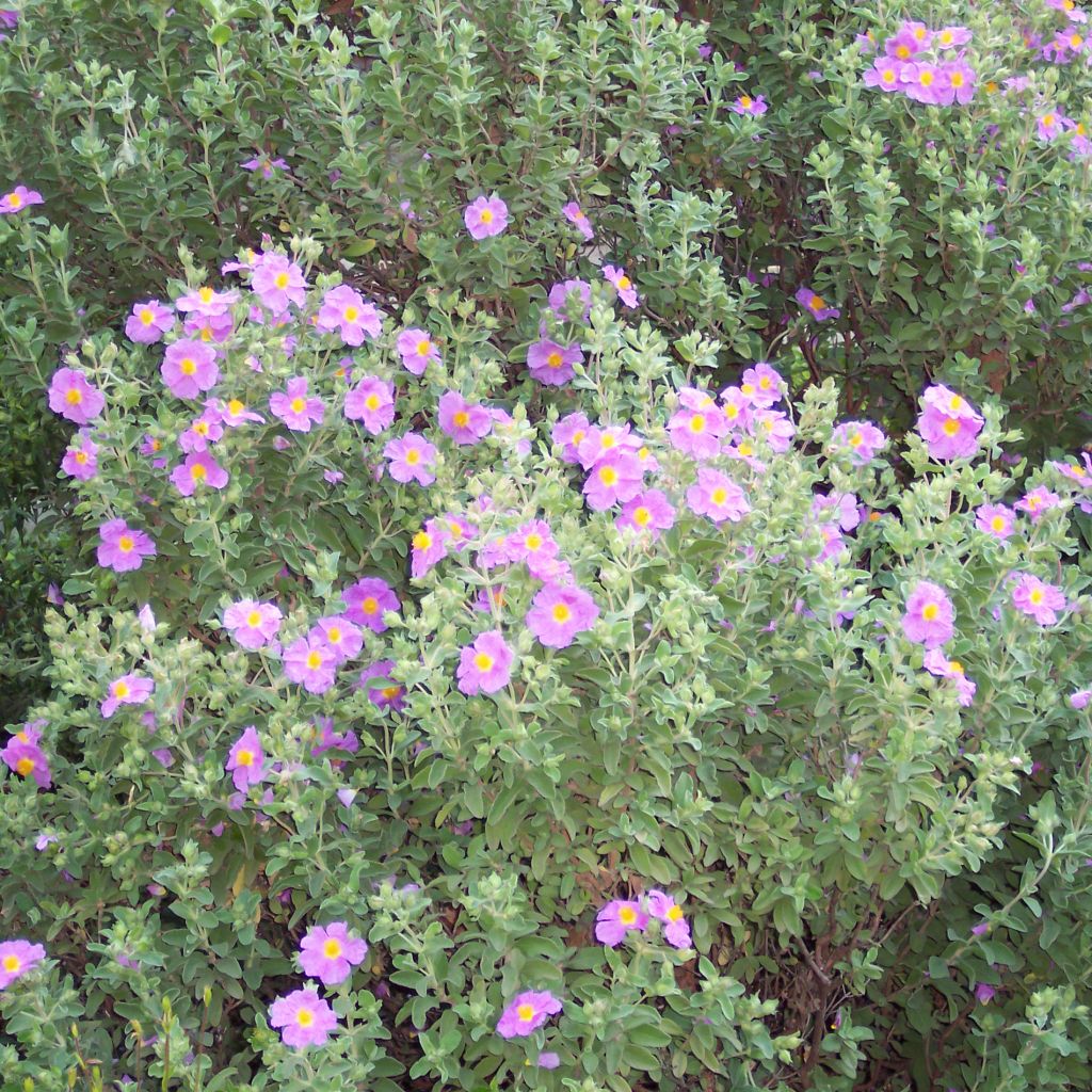 Cistus creticus - Rockrose