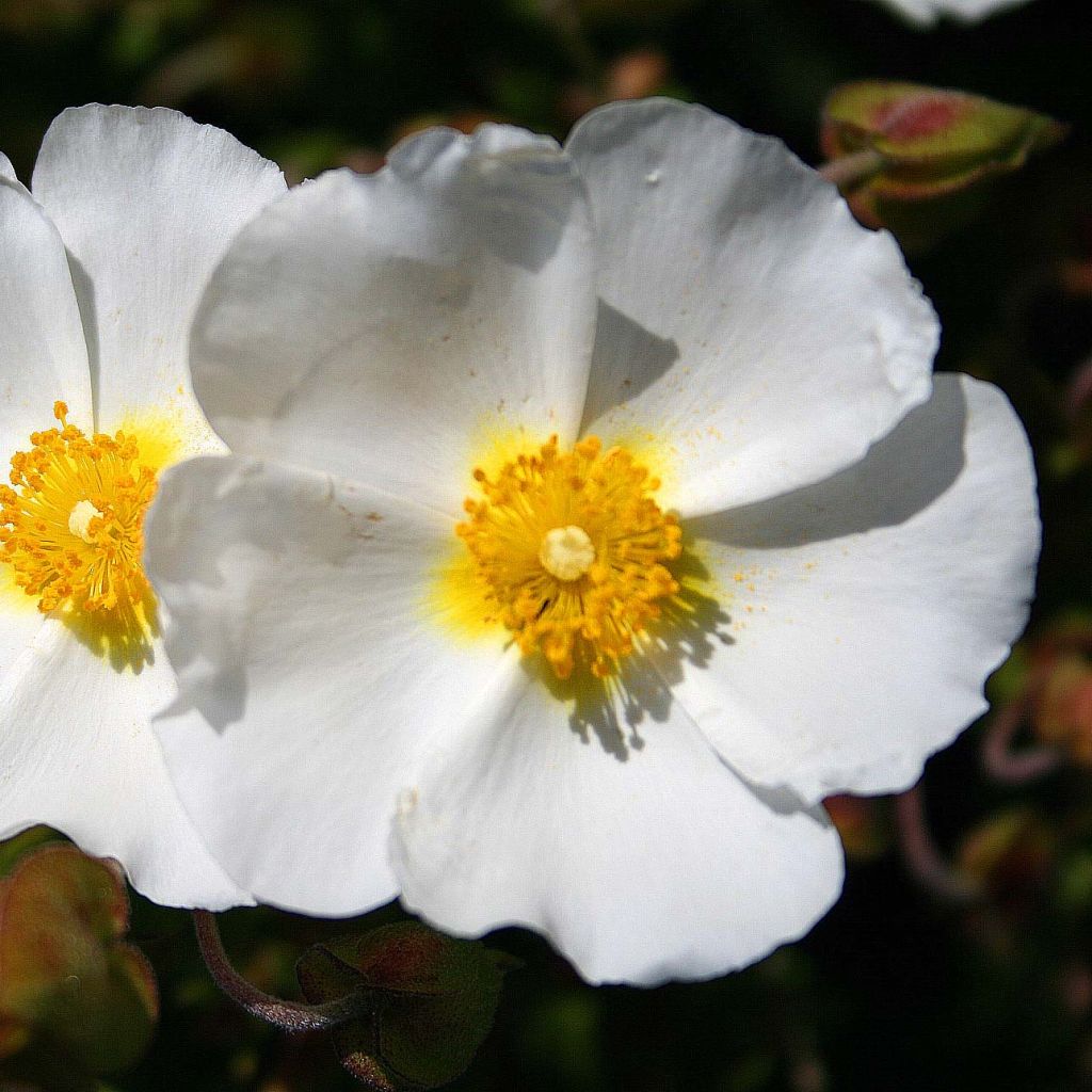 Cistus monspeliensis - Montpelier Rockrose