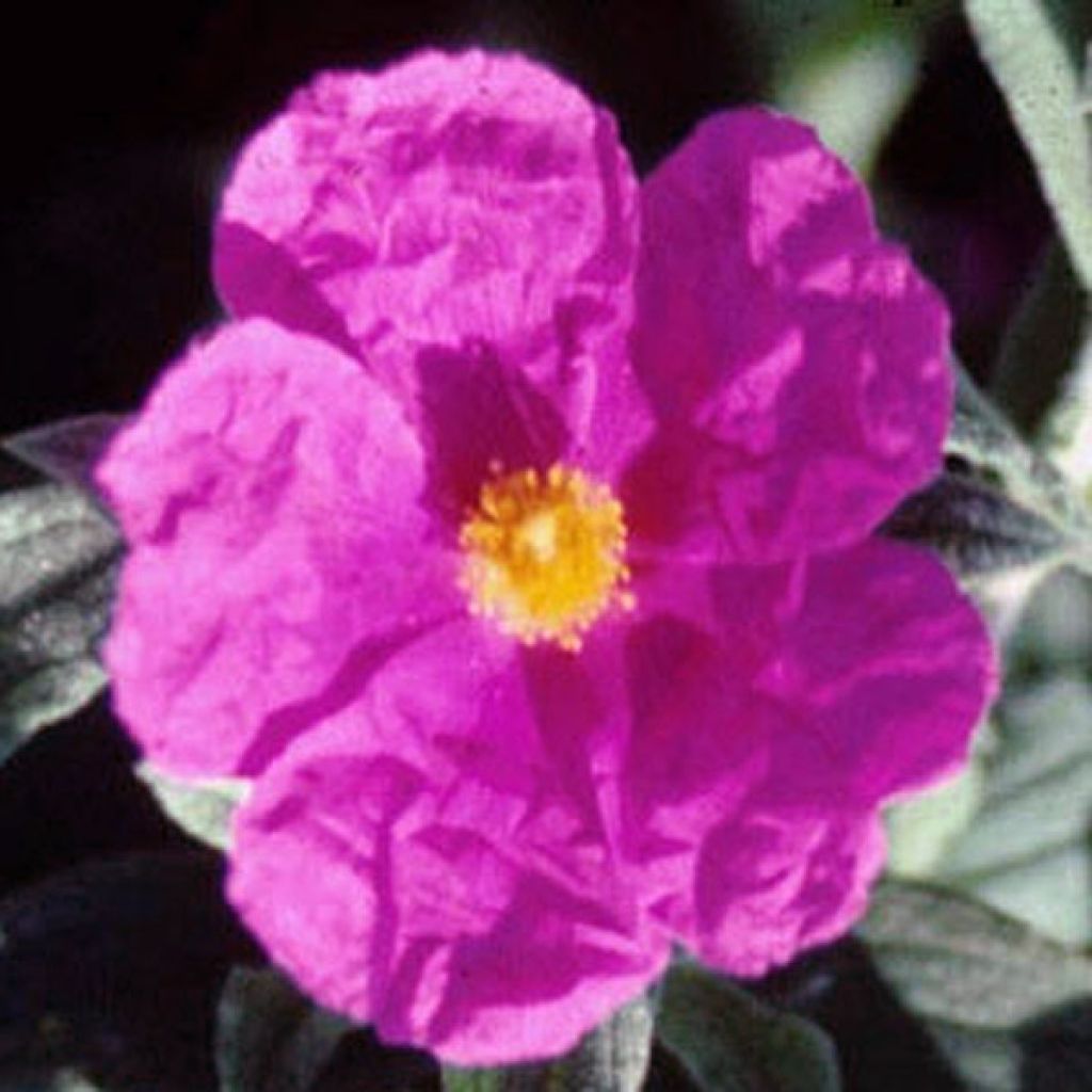 Cistus pulverulentus Sunset - Rockrose