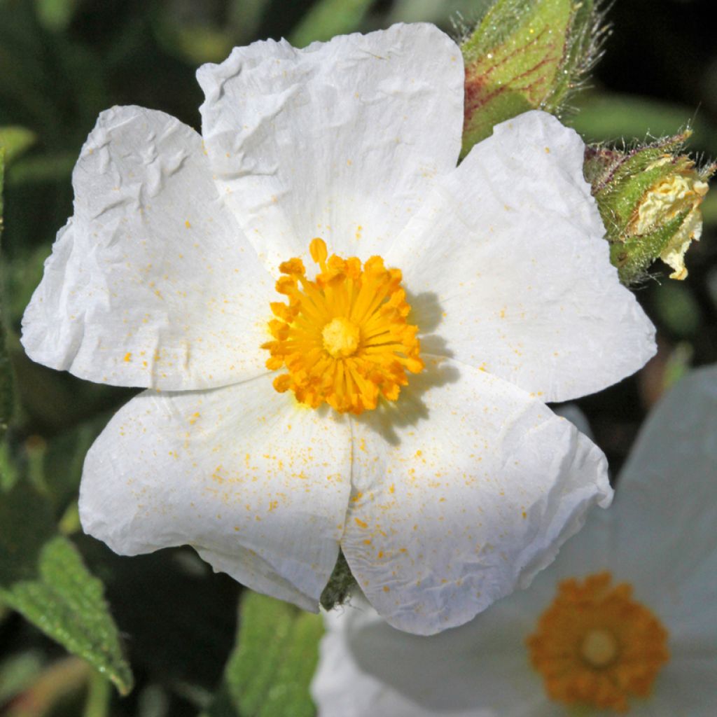 Cistus salviifolius - Rockrose