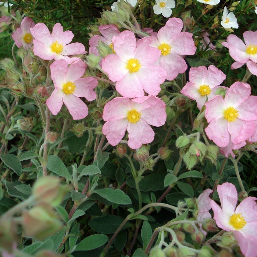 Cistus x argenteus Silver Pink - Rockrose