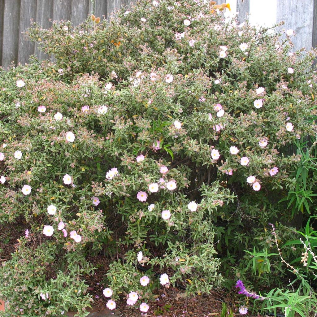 Cistus x skanbergii - Rockrose