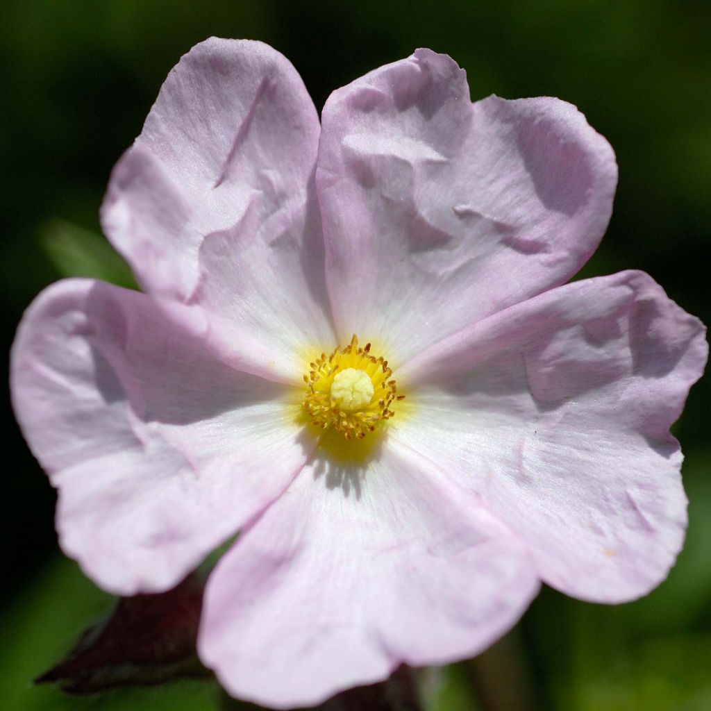 Cistus x skanbergii - Rockrose
