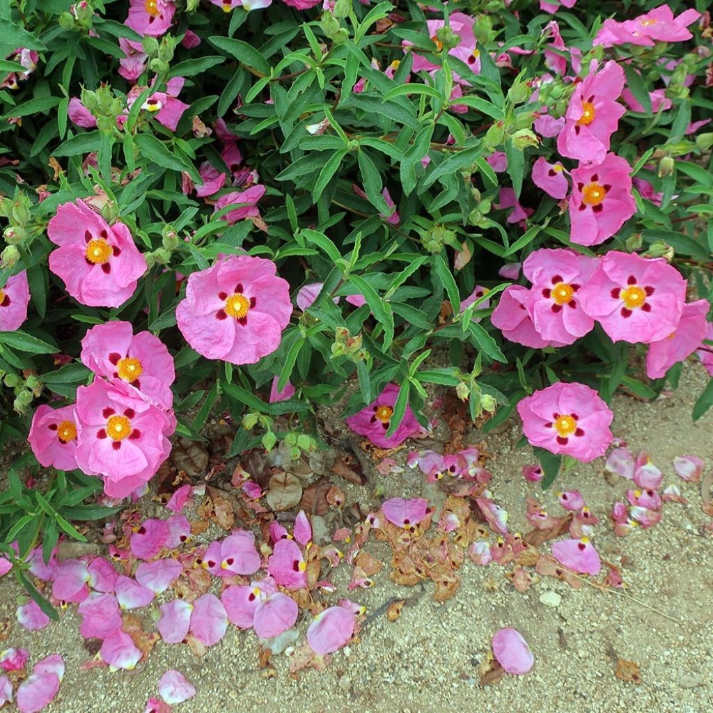 Cistus purpureus Betty Taudevin - Rockrose