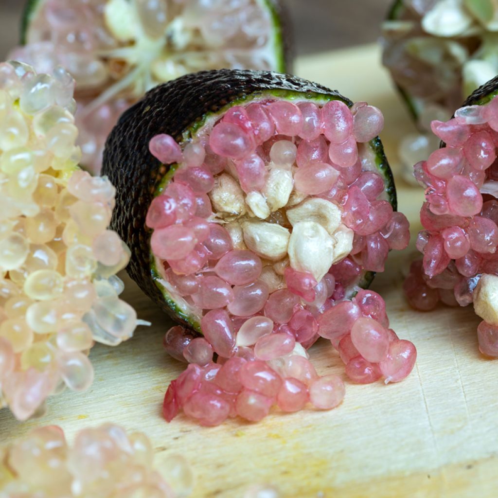 Finger Lime Caviar Rose (pink) - Microcitrus australasica