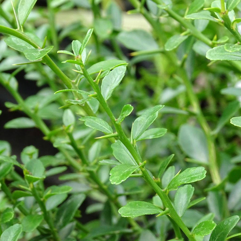 Finger Lime - Microcitrus australasica