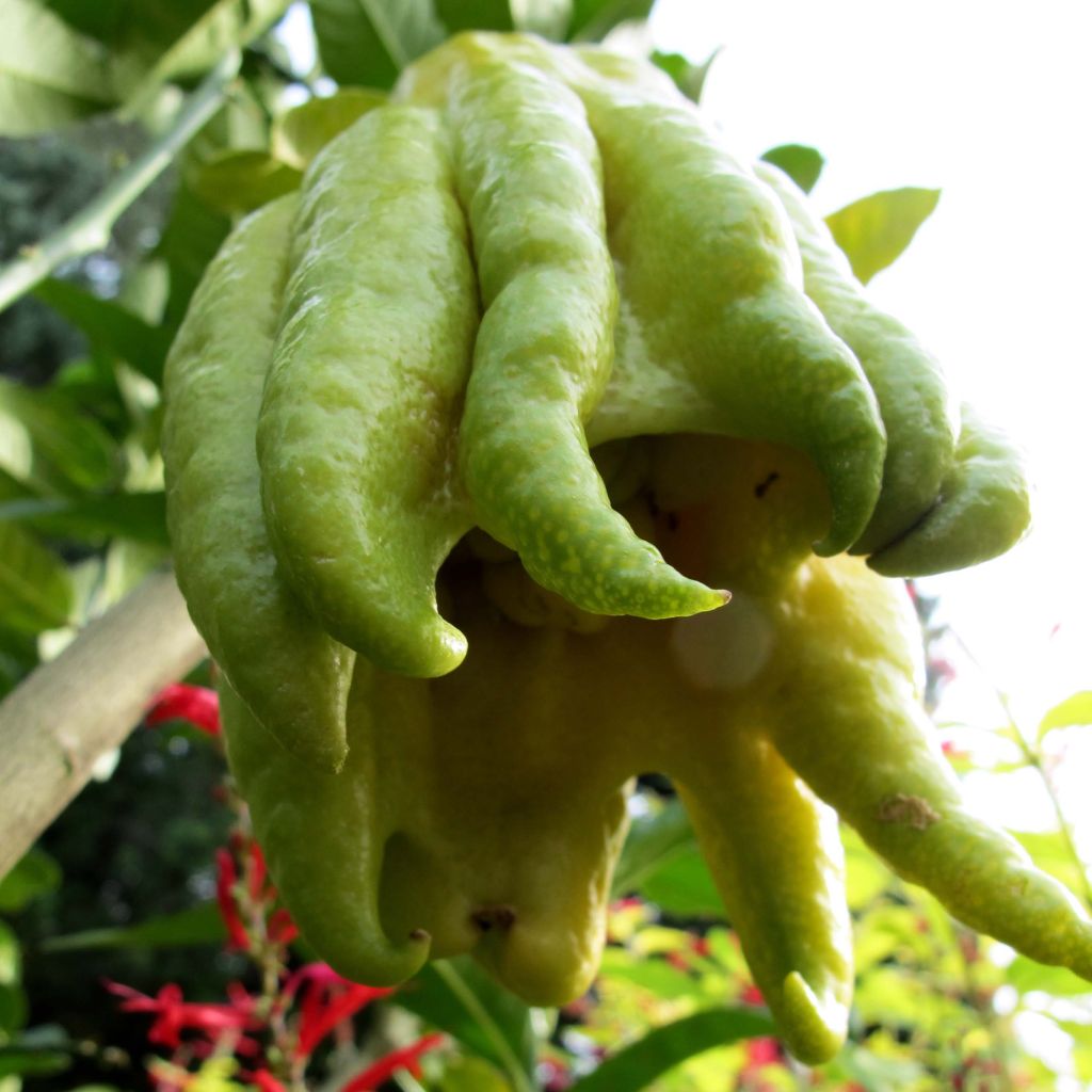 Buddha's Hand - Citrus medica var. sarcodactylis