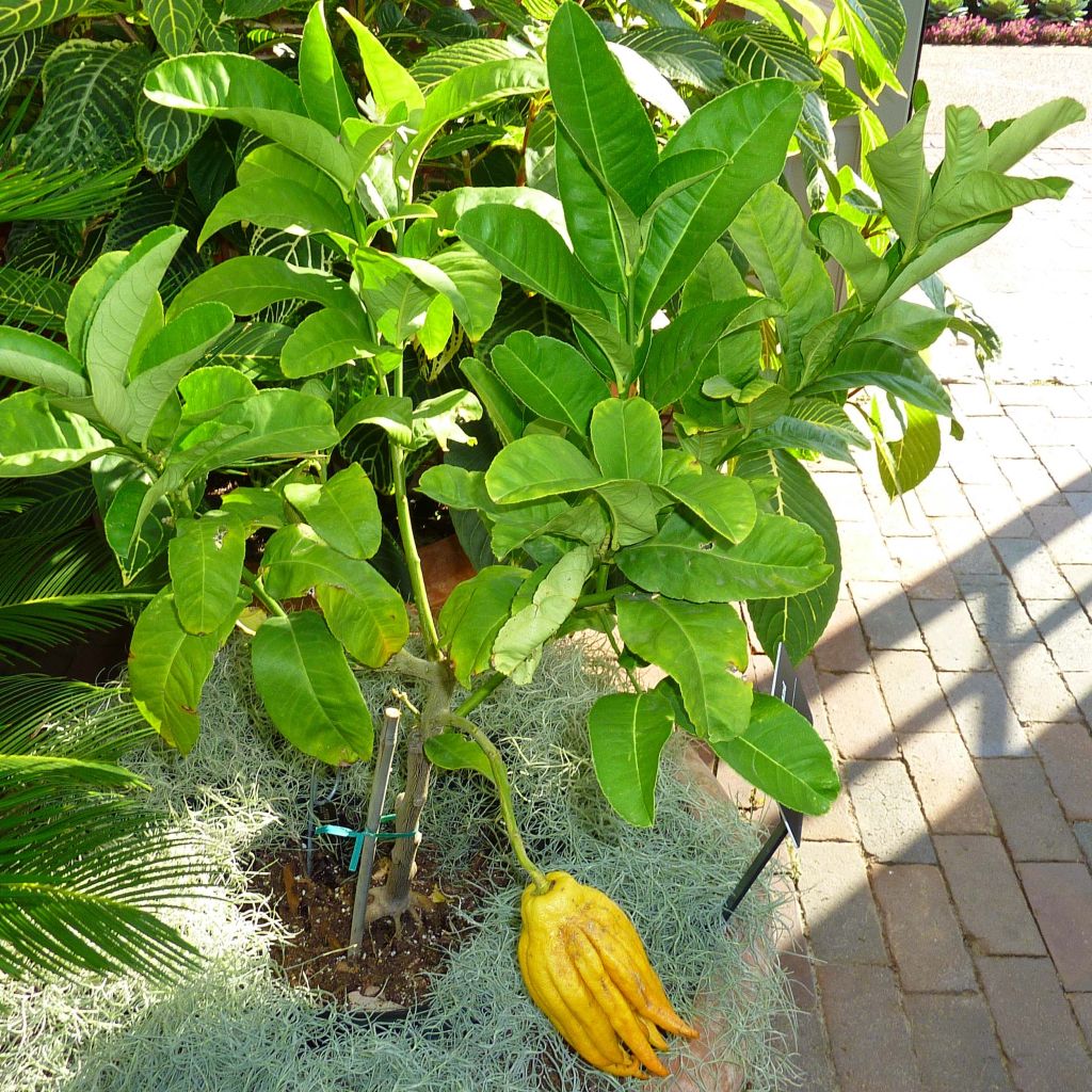 Buddha's Hand - Citrus medica var. sarcodactylis