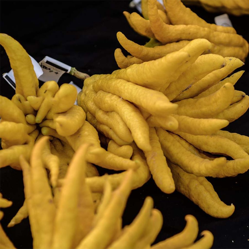 Buddha's Hand - Citrus medica var. sarcodactylis