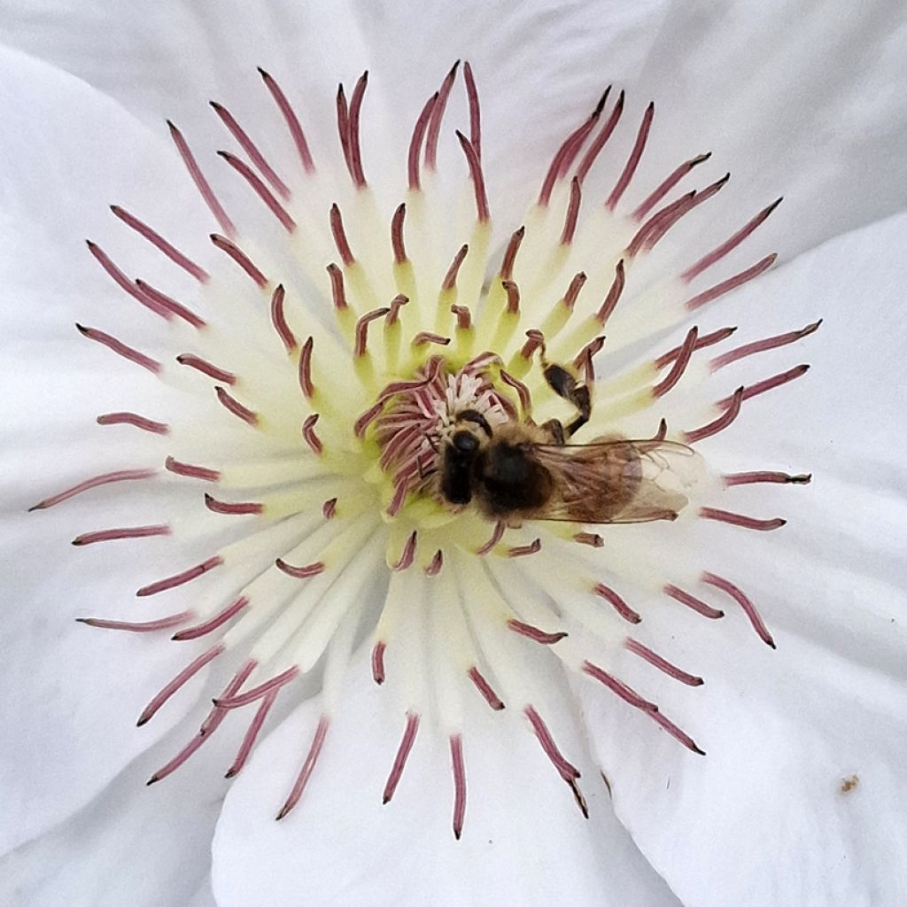 Clematis Guernsey Flute™