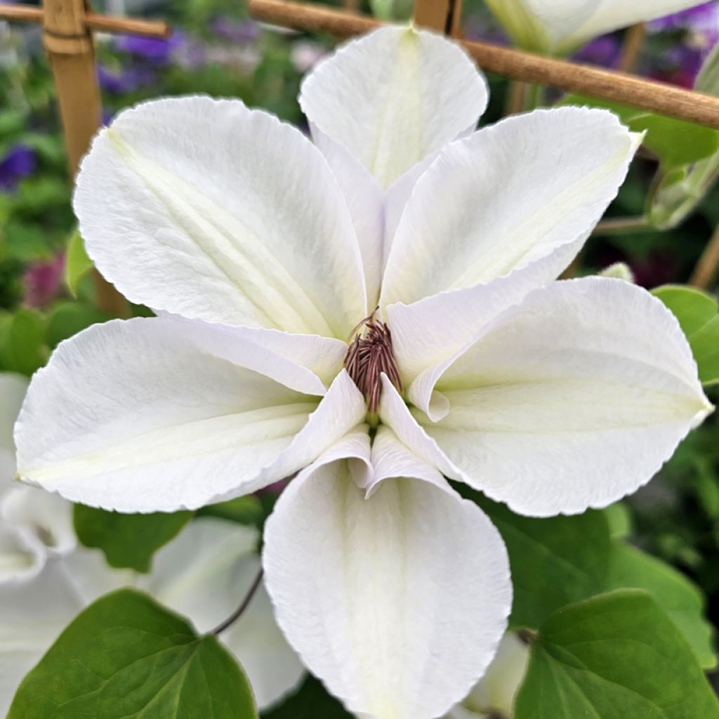 Clematis Guernsey Flute™