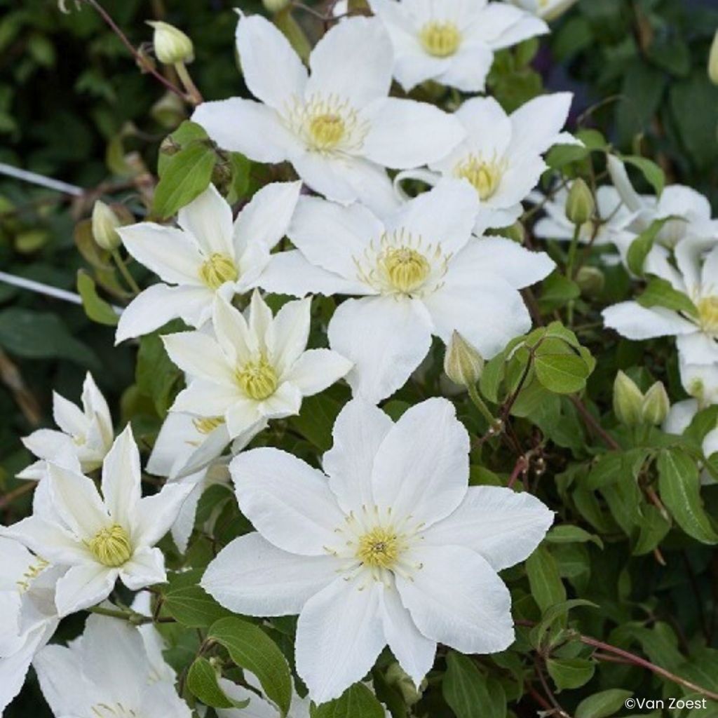 Clematis Madame Blanc