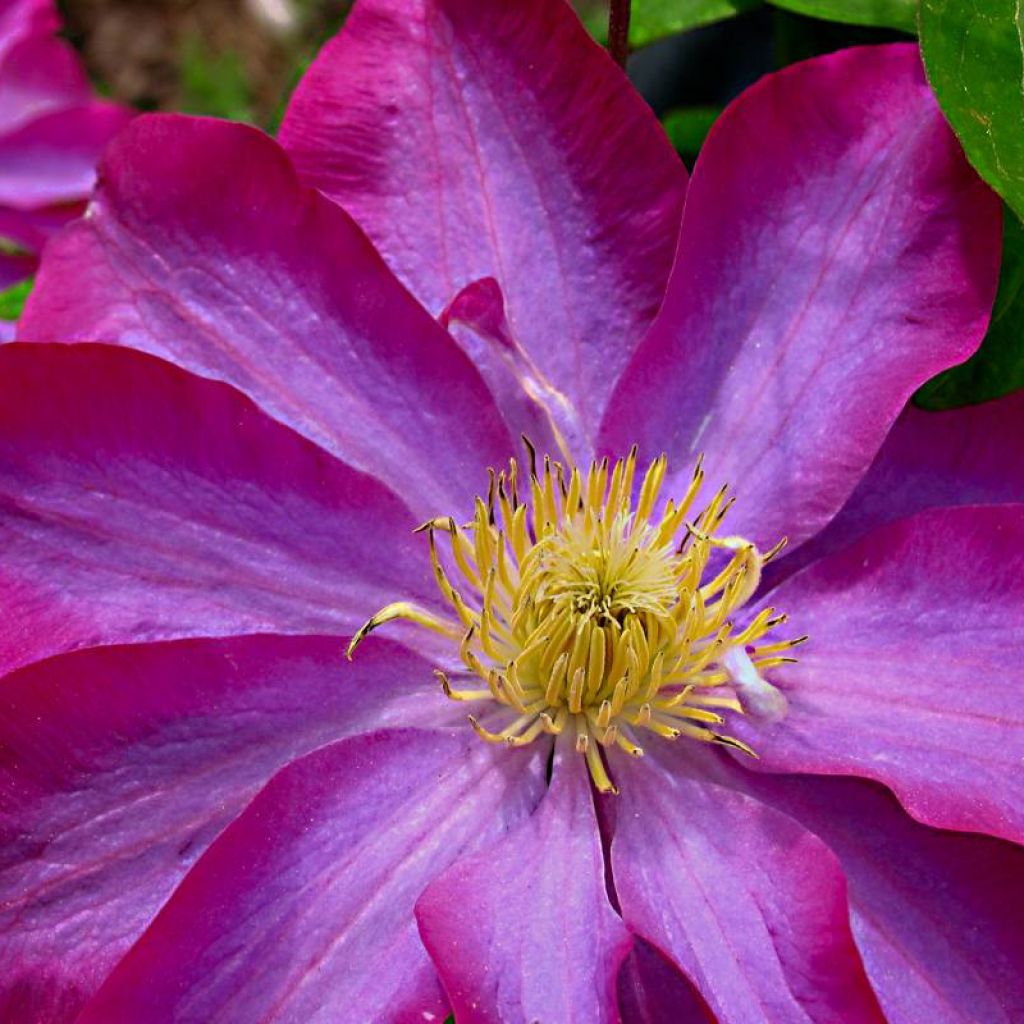 Clematis patens Kakio